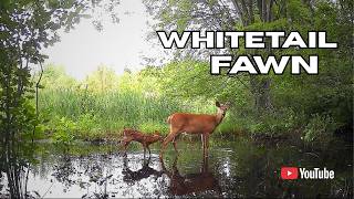 Whitetail Deer Fawn at the Beaver Pond | Trail Cam Videos