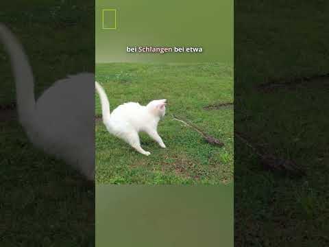 Warum Schlangen gegen Katzen keine Chance haben