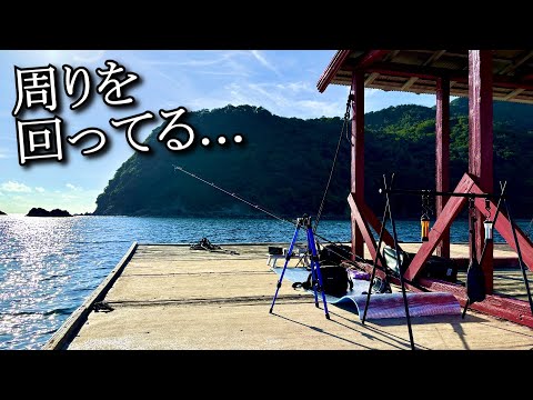 【超注意】巨大人喰いサメの海域でイカダ釣り暮らし！