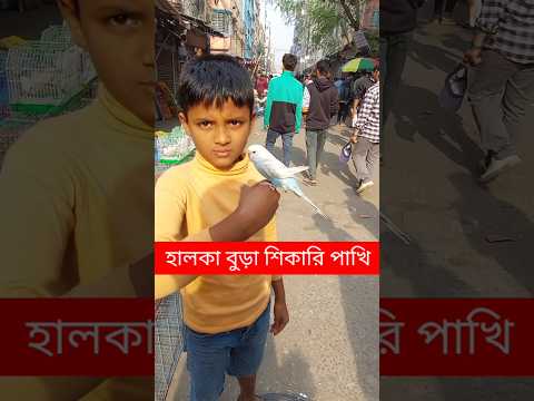 হালকা বুড়া শিকারি পাখি | বাজরিগার পাখি | Baazrigar Pakhi | Pakhi | Tiya Pakhi | পাখি | টিয়া #shorts