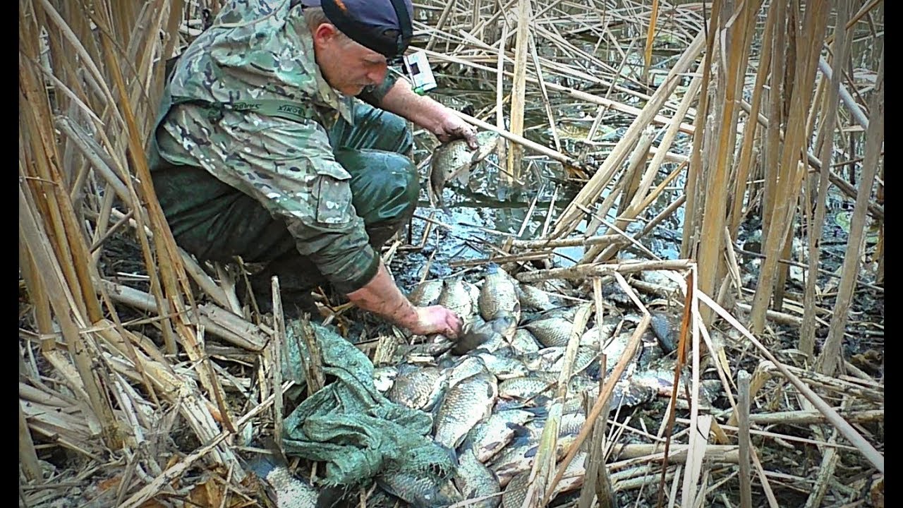 ПОЙМАЛ КАРАСЕЙ РУКАМИ, ПОЛНЫЙ МЕШОК. В ЭТОМ БОЛОТЕ МНОГО РЫБЫ.