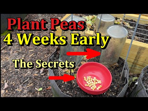 How to Plant & Germinate Peas Outdoors 2-4 Weeks Early (Towel & Cloche Method)