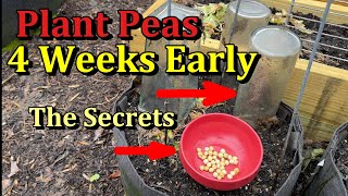 How to Plant & Germinate Peas Outdoors 2-4 Weeks Early (Towel & Cloche Method)