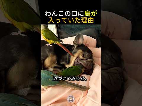 ぐっすり寝ているわんこの口に頭を入れている理由