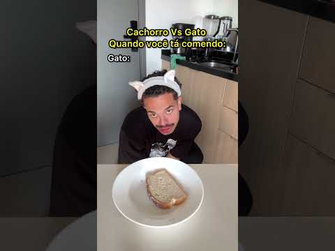 Cachorro Vs Gato quando vê você comendo