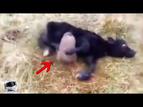 Это Существо Напало На Теленка / Случаи с Животными Снятые на Камеру