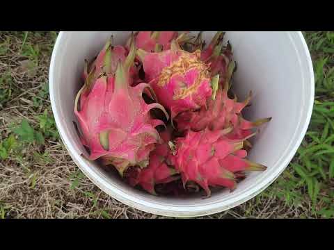 GRABE PARIN MAMUNGA ANG DRAGON FRUIT KAHIT MAY MGA SAKIT NA | D' Green Thumb