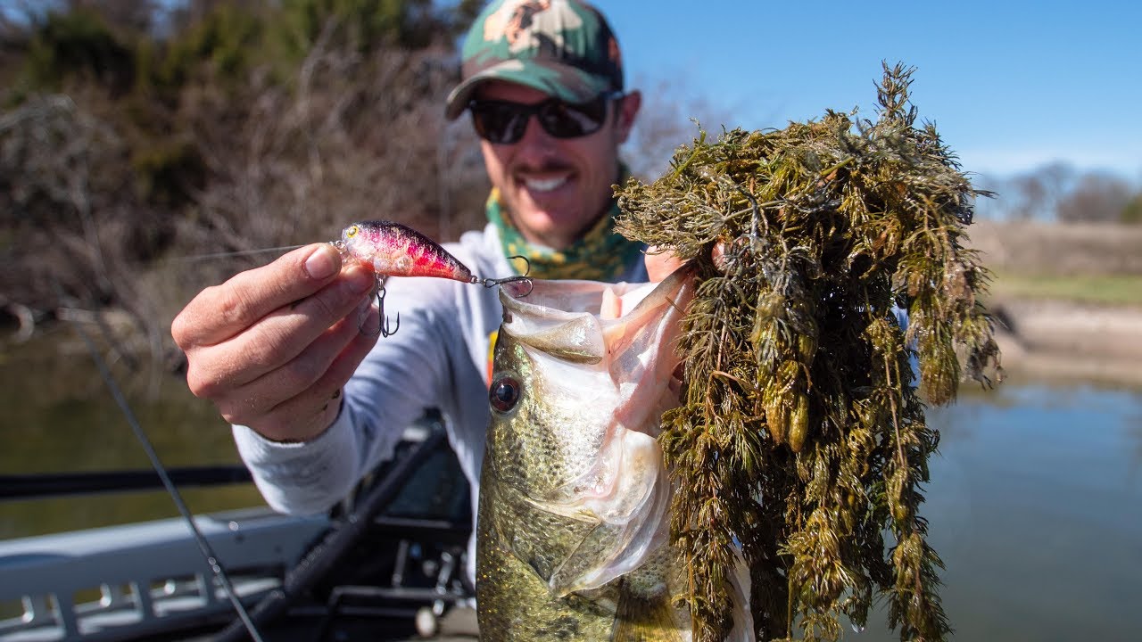 Crankbait Fishing Bass ABOVE THICK GRASS CRUSHING IT!