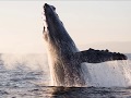Whale Behavior and Communication