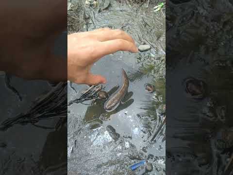 TANGKAP IKAN CHANNA ALAM DISAWAH #shorts #tiktok #petualangan #bocahpetualang #shortvideo