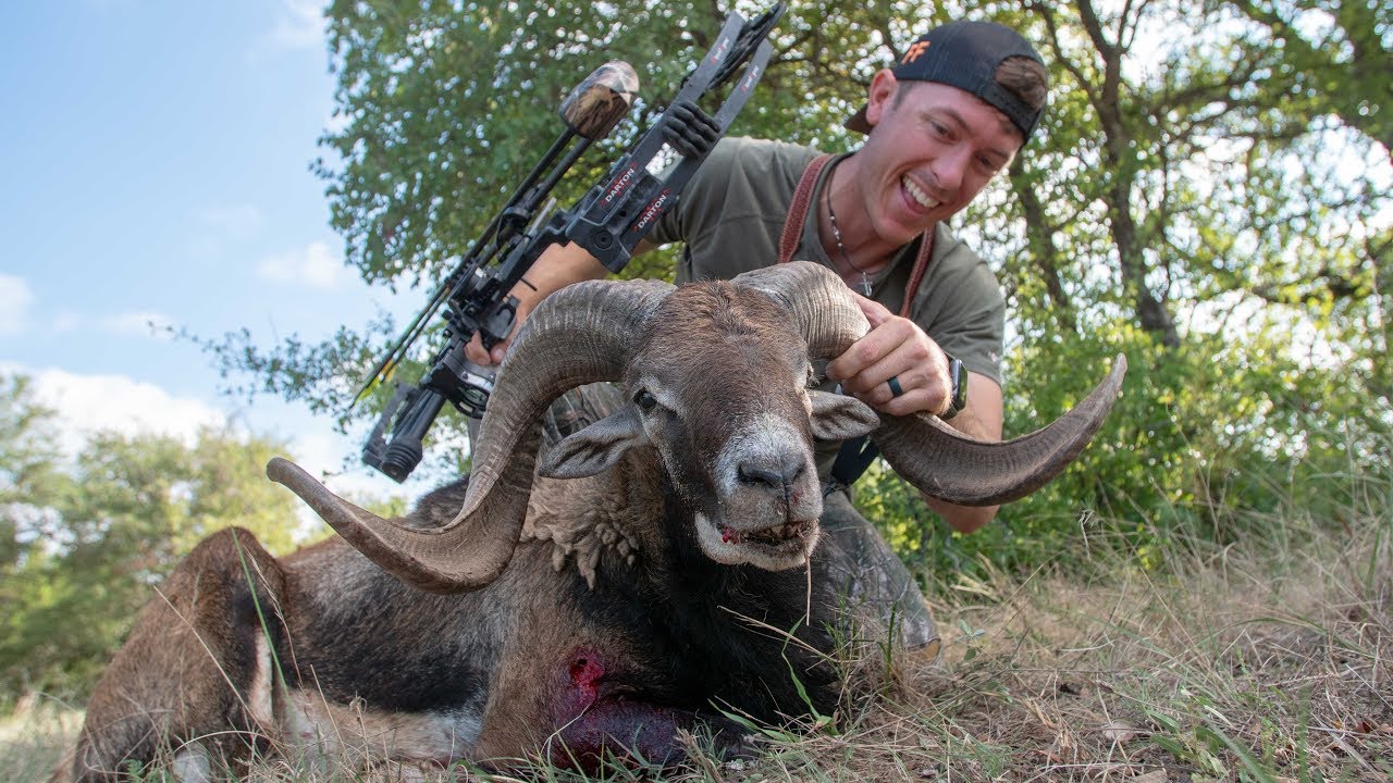 Exotic RAM Archery Hunt (Heart Shot) Clean & Cook