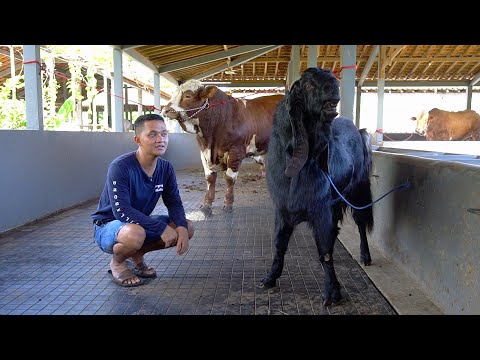 HERAN.. H4RGA KAMBING INI BISA BUAT BANGUN KANDANG SAPI