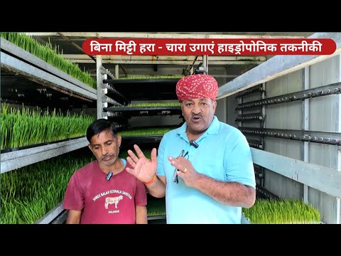 बिना मिट्टी हरा चारा उगाएं। Green Fodder Hydroponic Technology. Farming guru ji