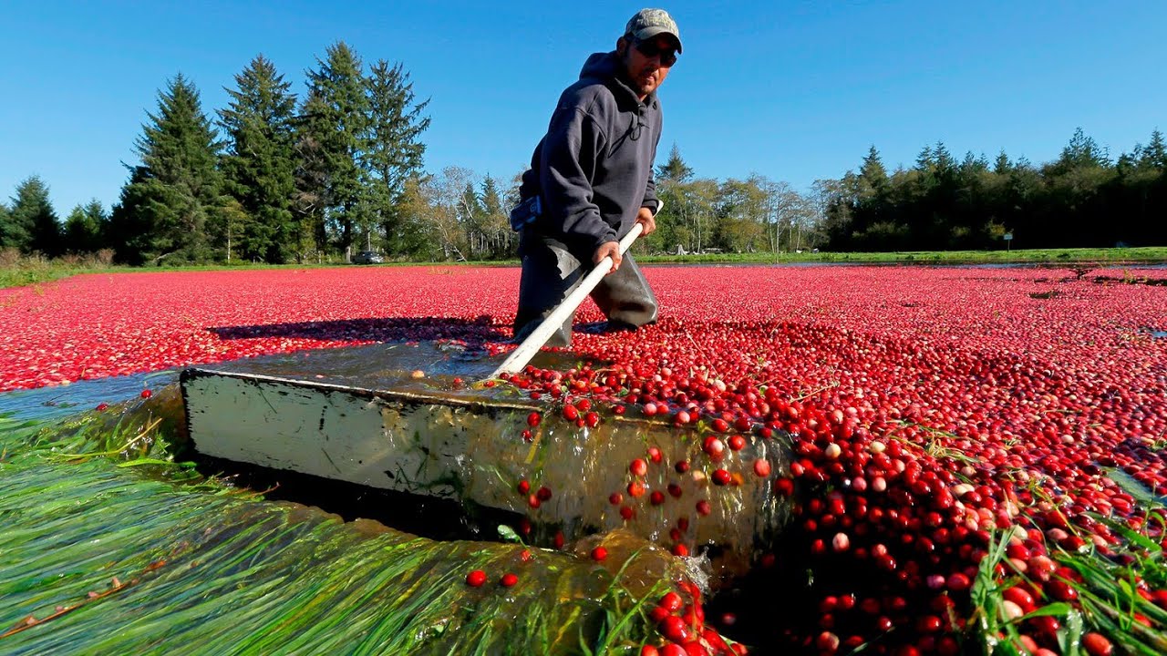 Harvest Millions of Cranberries in Water – Cranberry Cultivation and Processing