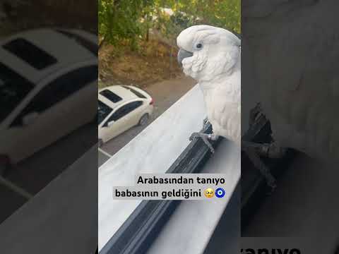 Evlat değilde bu ne 🥹 akıp küpü Osman 😎