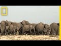 Understanding Elephants: Facts and Safety