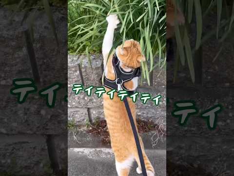 猫の不思議行動 #元野良猫チャチャ #ねこ #cat #猫 #猫武将 #猫侍 #ねこさんぽ