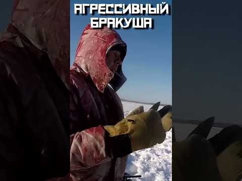 ВЫ ТАКОЕ ВИДЕЛИ? Охреневший дед-браконьер выгнал рыбаков? #shorts
