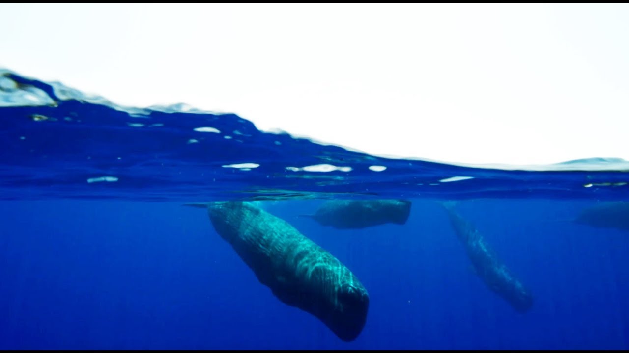 Behind the Scenes of Sperm Whale Cam Blue Planet II BBC Earth