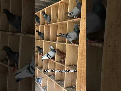 Ada bandangan masuk kandang merpatiku! #birds #pigeon #shorts