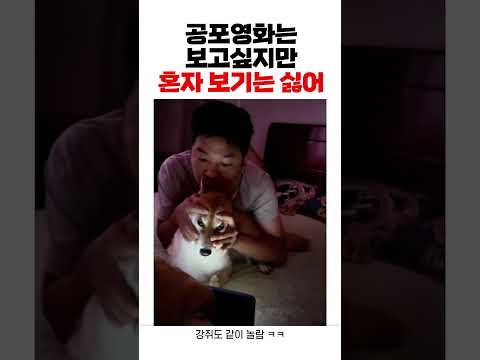 🐶: 아악 볼거면 혼자 보라고!! #개그 #유머 #웃긴영상 #웃긴짤 #웃긴동영상 #강아지