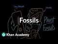 Fossils and Their Significance