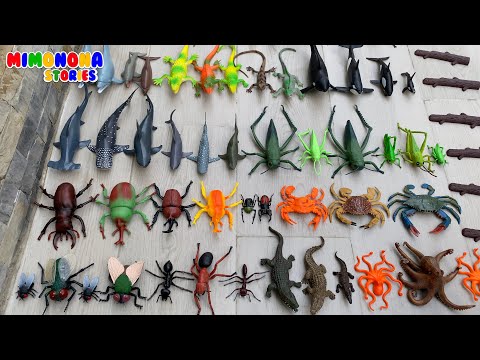 Colección de animales acuáticos terrestres 🕷️🐬 Animales para niños ✨ Mimonona Stories
