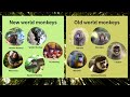 New World vs Old World Monkeys