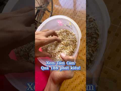 Xem Tấm Cám Quá 180 phút kiểu! #truongqn #haihuoc #giaitri