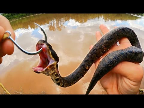 Deadly Snakes for Bait Catch Monster Fish