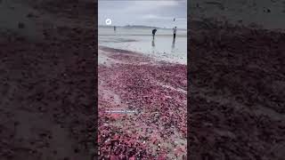 Thousands of pink sea cucumbers have washed up on the beaches 🌊 of Mae Ramphueng, Thailand