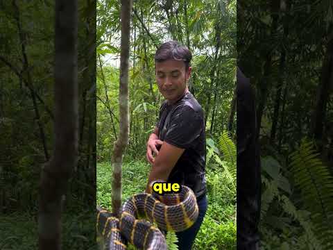 Essa SERPENTE é muito PERIGOSA 😱 #shorts #youtube #youtubeshorts