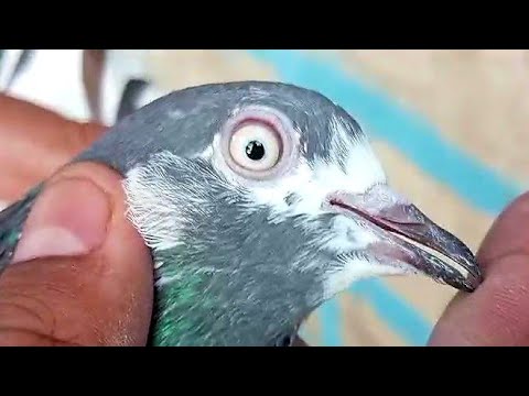 Teddy Breeder Pigeons Lahore Jawad Ali O3214987273