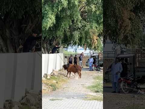 Before Qurbani Cow Run Away ? | Scary Cow | Dangerous Bull #cow #animals #shorts #viralvideo