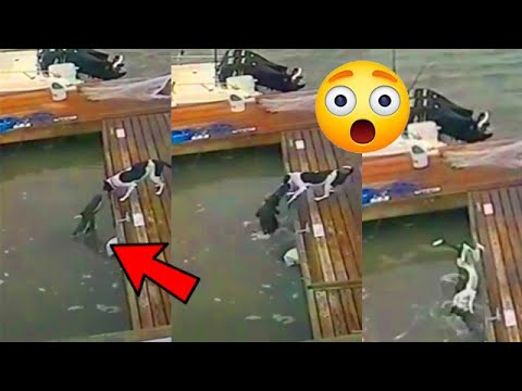 PERRITOS ATACADOS POR COCODRILOS - DOGS ATTACKED BY CROCODILES - DOGS VS CROCODILES