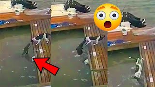 PERRITOS ATACADOS POR COCODRILOS - DOGS ATTACKED BY CROCODILES - DOGS VS CROCODILES