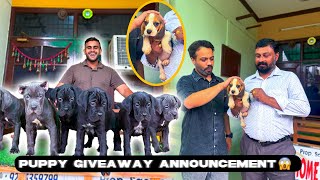 Surprising My subscriber with Beagle Puppy 😱Exotic Cane Corso 🐶