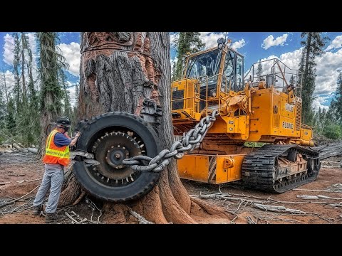 Amazing Fastest Skill Huge Tree Felling With Chainsaw, Dangerous Stihl Chainsaw Cutting Tree Down