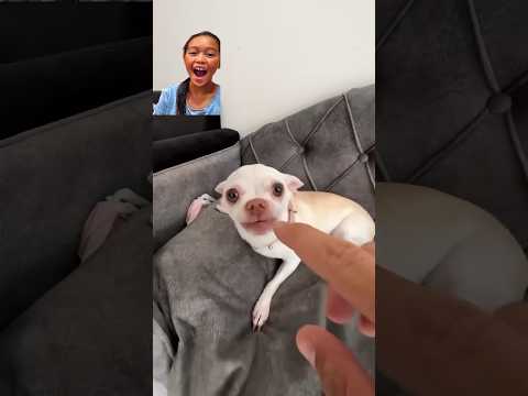 Kuchi kuchi chihuahuas