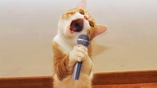 Funny Cats and Dogs 🐱🐶 | Funny Animal Videos #22