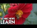 The Role of Bees in Pollination