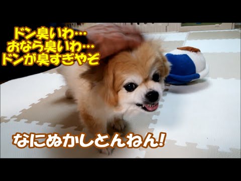 なにぬかしとんねん!どん臭いわ､オナラ臭いわ､ドンが臭すぎってか!