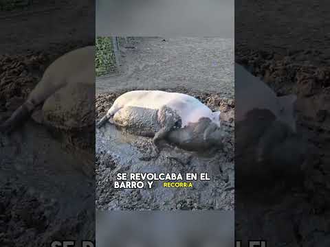 A pig jumps from a truck on its way to the slaughterhouse#animals #Friendship #Us#pig