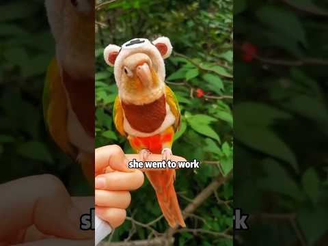 A very insecure little parrot #shortvideo #rescue #cute #cuteanimals #animals