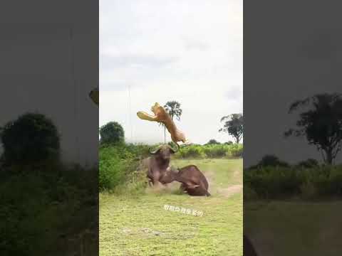 The confusing behavior of manly animals. The battle in the animal world. Even if the bull temper co