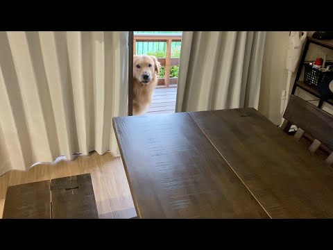 お見送りの後はしばらく立ち直れないゴールデンレトリバーベンツ。