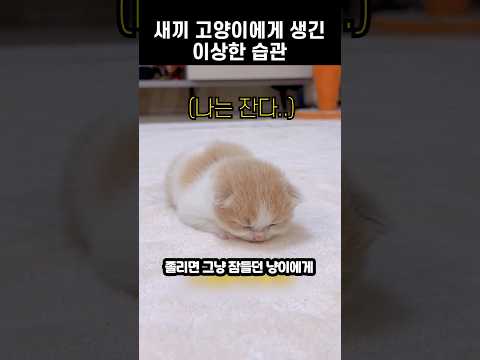 새끼 고양이에게 생겨버린 이상한 습관