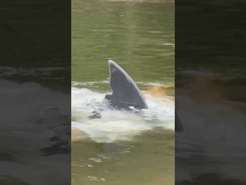 La abuela tiburón 🦈