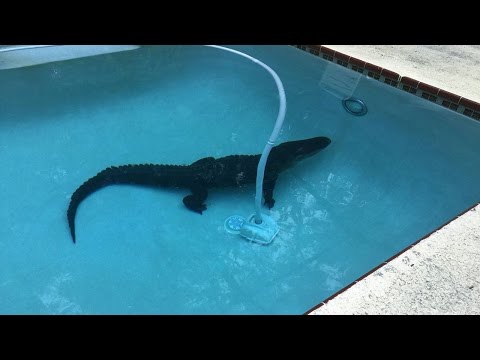 5 Insólitas Cosas Encontradas En JARDINES