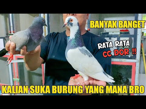 BIKIN NGILER‼️MENURUT KALIAN KALO SURUH MILIH BURUNG YANG MANA NIH BRO